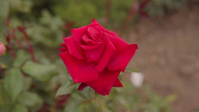  Close-up of a red rose in the park. High quality 4k footage.