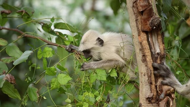 Gray langur (Semnopithecus), also called Hanuman langur is a genus of Old World monkeys native to the Indian subcontinent. Ranthambore National Park Sawai Madhopur Rajasthan India