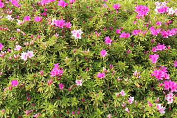 Fototapeta premium blooming bush in osaka (japan)