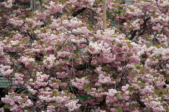 blooming cherry tree in osaka (japan)