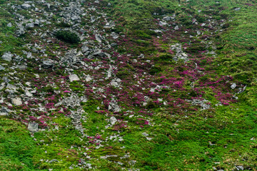Fototapeta premium Rhododendron on the slopes of Chornohora