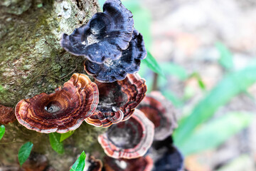 Mushrooms on trees in the forest