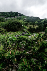 Chornohora Ridge in the mist