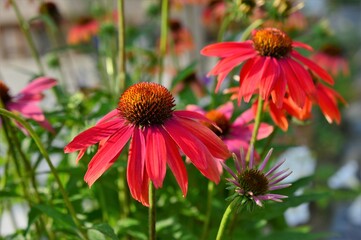 ムラサキバレンギク（紫馬簾菊）赤