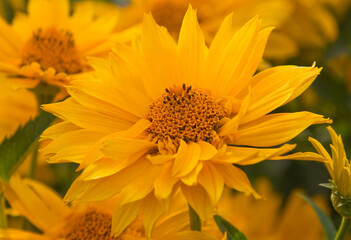 Sonnenblumen Blüten 
