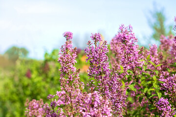 Obraz premium Flowering spring lilac against blue sky background