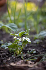 Erdbeerpflanze im Frühling 