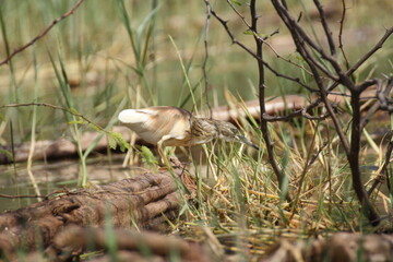 バリンゴ湖で出会ったカンムリサギ