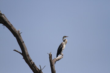 枯れ木にとまるアフリカヘビウのメス