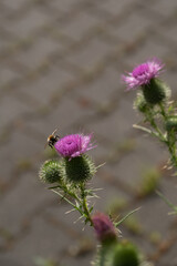 Nektar sammelte Hummel auf einer Distelblüte