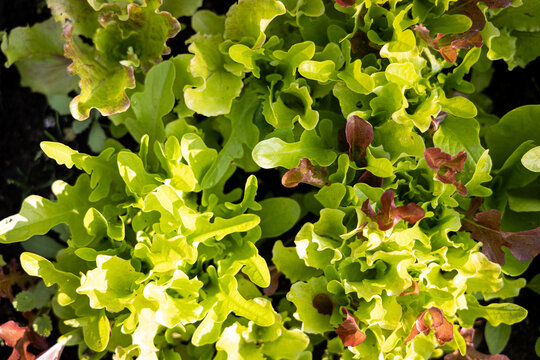 Pflücksalat Bilder: A Fun and Educational Drawing Adventure for Kids!