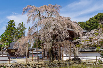 天野山金剛寺（大阪府河内長野市）にて