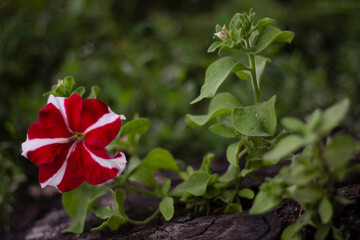 red flower in the garden