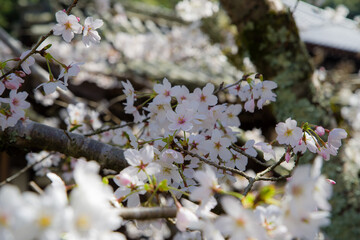 天野山金剛寺（大阪府河内長野市）にて
