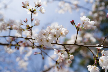 天野山金剛寺（大阪府河内長野市）にて