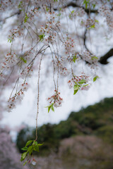 天野山金剛寺（大阪府河内長野市）にて