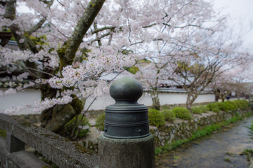 Fototapeta premium 天野山金剛寺（大阪府河内長野市）にて