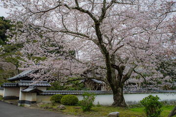天野山金剛寺（大阪府河内長野市）にて