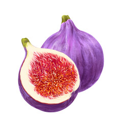 Composition of whole and half figs, isolated illustration on a white background