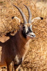 Roan Antelope bull, Game farm, South Africa