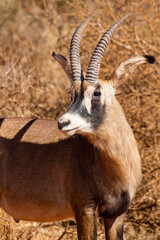 Roan Antelope bull, Game farm, South Africa