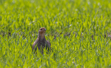 Grey Partridge Perdix perdix. Bird walks on a green field