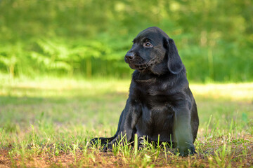 Black labrador puppy