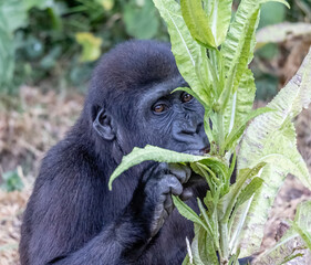 gorilla eating