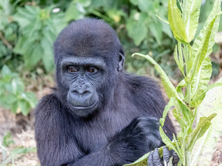 gorilla on the grass © SR7 Photo