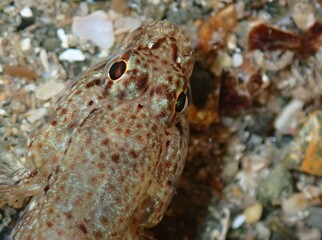 Gobius xanthocephalus or yellow-headed goby underwater photo in the Mediterranean Sea