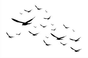 Flock of birds. Silhouette flying bird background Free Vector 