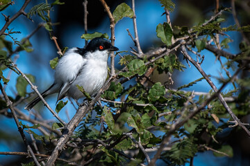 Puff-back Shirke all puffed up aka Snowball bird