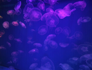 Jellyfish with blue neon glow light effect in sea aquarium
