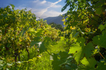 Close up vine leaves against vineyard and blue sky background