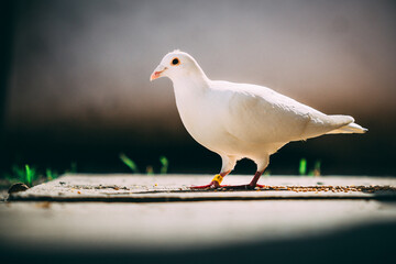 White pigeon standing on a pavement.  There are seeds next to him, he is about to eat them.