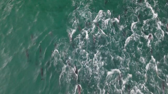 Aerial view of dolphins swimming in the open water along the coast, Hout Bay, Cape Town, South Africa.