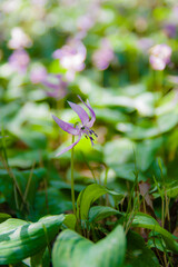 兵庫県丹波市清住のカタクリ