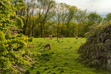 deer in the forest