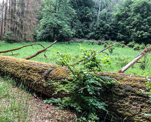 forest scene in a german eifel forest area