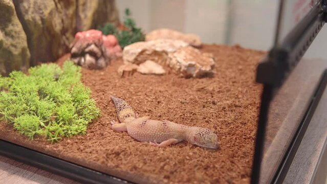 Cute leopard gecko or eublepharis macularius lies and sleeps in a terrarium. 