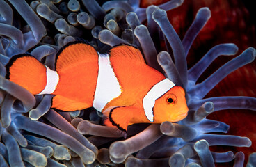 Clownfish, Amphiprion ocellaris, hiding in host sea anemone Heteractis magnifica, Manado, Indonesia 