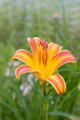 Everyday-lily red ribs (Hemerocallis 'Red Ribs') orange and yellow flower