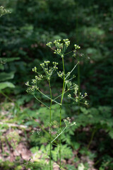 macro branch in the forest