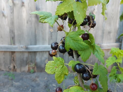A branch of black currant in the garden against the background of a fence