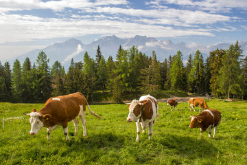 Fototapeta na wymiar cows at an alpine meadow - landscape of Lienz Dolomites in Austria. Massive Alpine mountains.