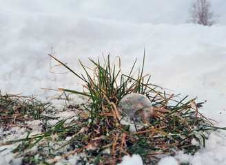 Frozen soap bubble in the snow