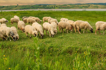 Sheeps in a meadow on green grass at sunset. Portrait of sheep. Flock of sheep grazing by the lake.