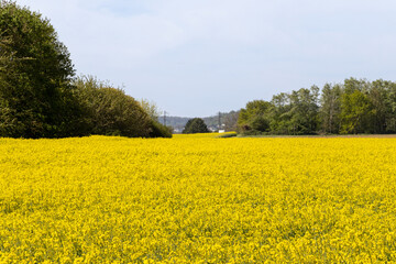un champ de colza de couleur jaune