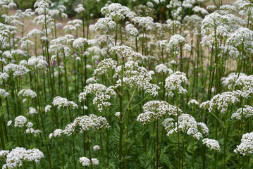 Valerian, Valeriana officinalis