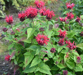 Indian nettle, monarda, didyma